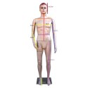 Manekin Męski Wystawowy Pełnopostaciowy 185 cm Ruchomy Naturalny